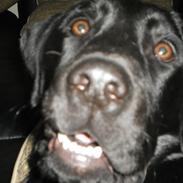 Labrador retriever Anton