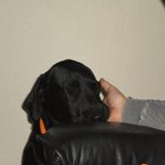 Labrador retriever Anton