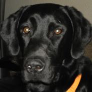 Labrador retriever Anton