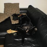 Labrador retriever Anton