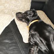 Labrador retriever Anton