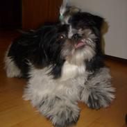 Shih tzu Charlie