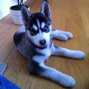 Siberian husky Samson '' Don Bamson ''