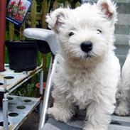 West highland white terrier Marley