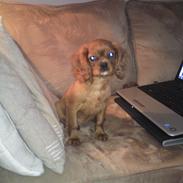 Cavalier king charles spaniel Chilli