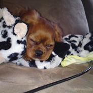 Cavalier king charles spaniel Chilli