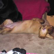 Cavalier king charles spaniel Chilli