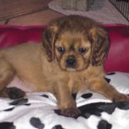 Cavalier king charles spaniel Chilli