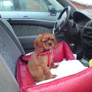 Cavalier king charles spaniel Chilli