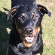 Beauceron Cosmo