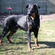 Beauceron Cosmo