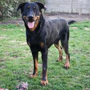Beauceron Cosmo