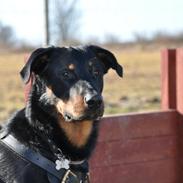 Beauceron Cosmo