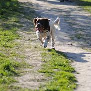 Engelsk springer spaniel Hannibal<3