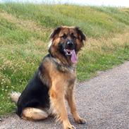 Blanding af racer Rico