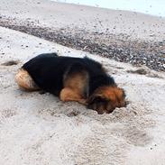 Blanding af racer Rico