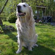 Golden retriever Charlie - R.I.P.