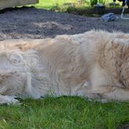 Golden retriever Charlie - R.I.P.