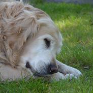 Golden retriever Charlie - R.I.P.