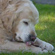 Golden retriever Charlie - R.I.P.