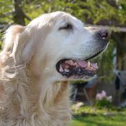 Golden retriever Charlie - R.I.P.