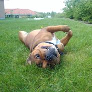 Staffordshire bull terrier Tovdal Sulja Boy - Enzo