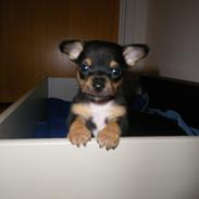 Blanding af racer BamBam