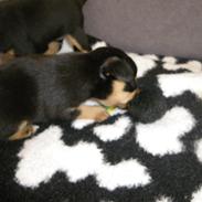 Blanding af racer BamBam