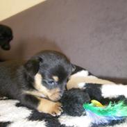 Blanding af racer BamBam