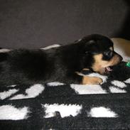 Blanding af racer BamBam