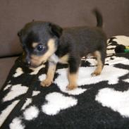 Blanding af racer BamBam