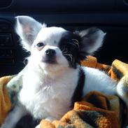 Chihuahua Emma's Paplo *Cody*