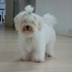 Coton de tulear Noah<3 Min dreng:-*(R.I.P)
