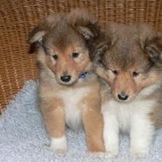 Shetland sheepdog Watson *Firehøje's Fancy Twix*