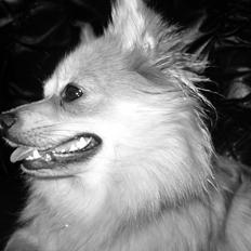 Blanding af racer Bellis :)