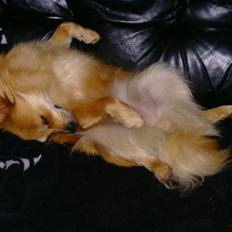 Blanding af racer Bellis :)