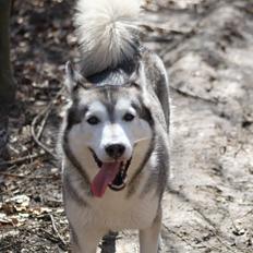 Siberian husky Ziggi