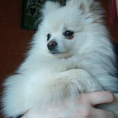 Blanding af racer Amaiya <3 Himmelhund <3