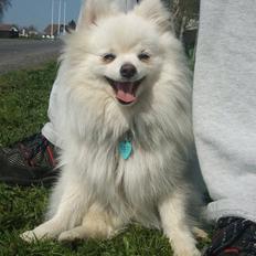 Blanding af racer Amaiya <3 Himmelhund <3