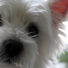 West highland white terrier Gucci