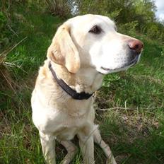 Labrador retriever Chili