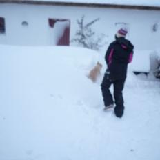 Labrador retriever Chili