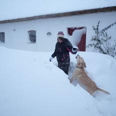 Labrador retriever Chili