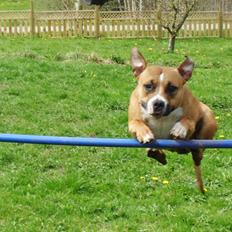 Amerikansk staffordshire terrier Bailey