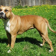 Amerikansk staffordshire terrier Bailey