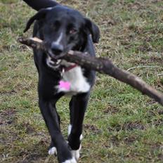 Blanding af racer Dede