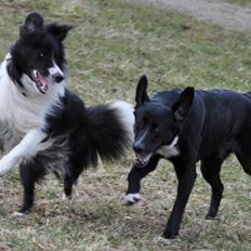 Blanding af racer Dede