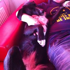 Blanding af racer Dede