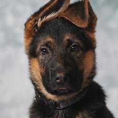 Schæferhund Vennebjergs Phantom - Santos