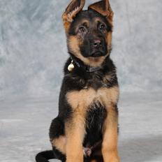 Schæferhund Vennebjergs Phantom - Santos